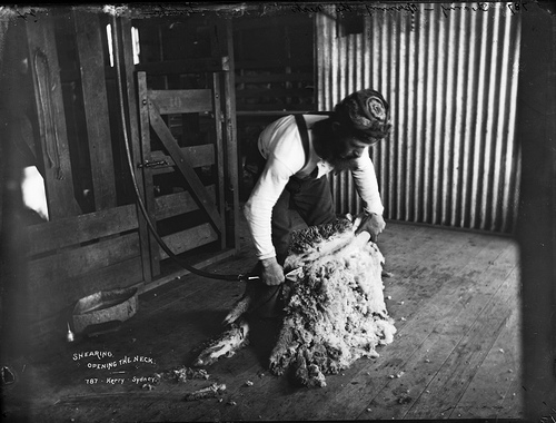 Shearing, opening the neck by Powerhouse Museum Collection Australian farmer photo