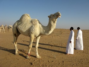 e030b40f28e91c72d252440dee4a5b97e772e7dc1fb017489d_640_Saudi-Arabia