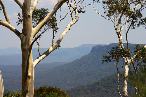 Gum Trees, Blue Mountains, Australia by Jon Baldock Gum tree photo