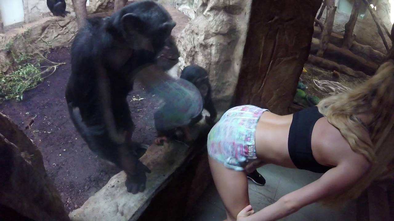 Real monkeys fucking a woman