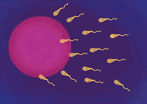 The fertilisation of an egg by Maria Mellor Ivf photo